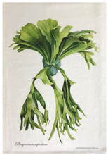 Load image into Gallery viewer, Linen Tea Towel - STAGHORN by Julie McEnerny